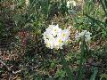 Grand Primo Narcissus